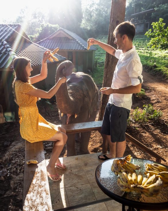 Chiang Mai elephant friends feeding elephant